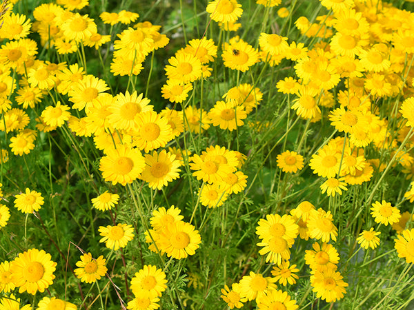 chamomile seed planting Dyer's Organic Chamomile Seeds – Grow Vibrant Yellow Dye Blooms