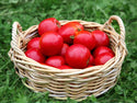 Organic Tomato Plants for Pre-Order