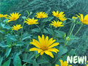 Early False Sunflower Wildflowers