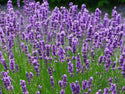English Lavender Organic Seeds