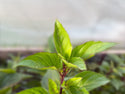 Organic Herb Plants for Pre-Order