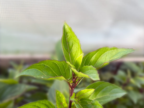 basil seeds from plant Everleaf Thai Towers Basil Seeds – Harvest Bold Thai Flavor All Summer
