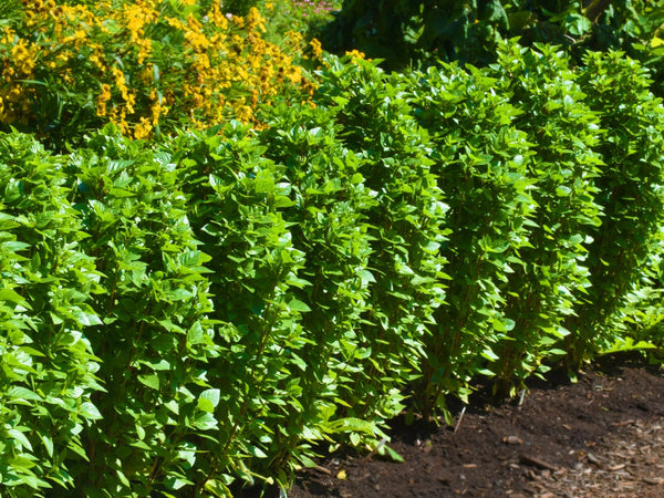 Everleaf Thai Towers Basil Seeds