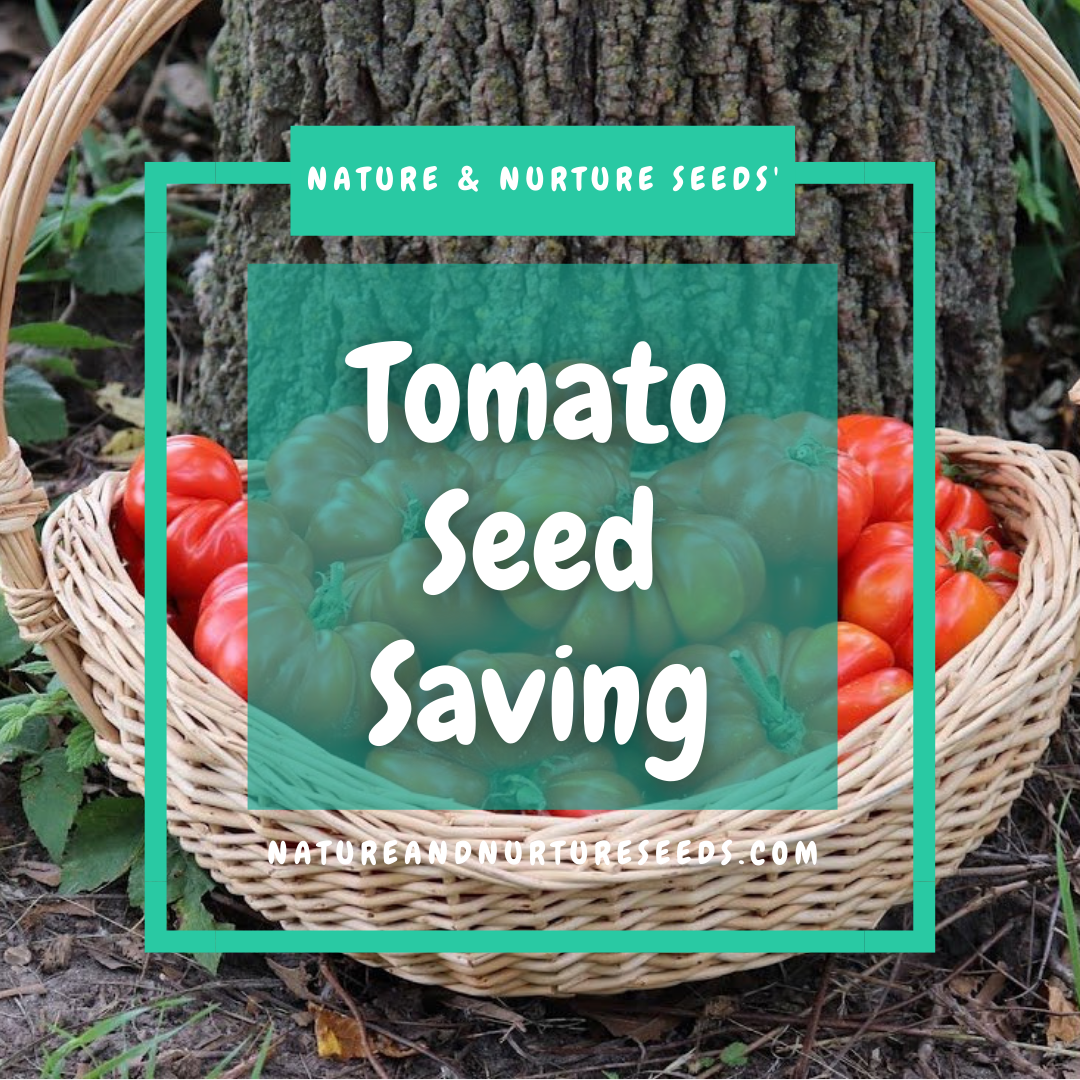 If you ever wanted to save tomato seed, this guide is for you.