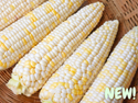 Honey Badger Organic Sweet Corn Seeds