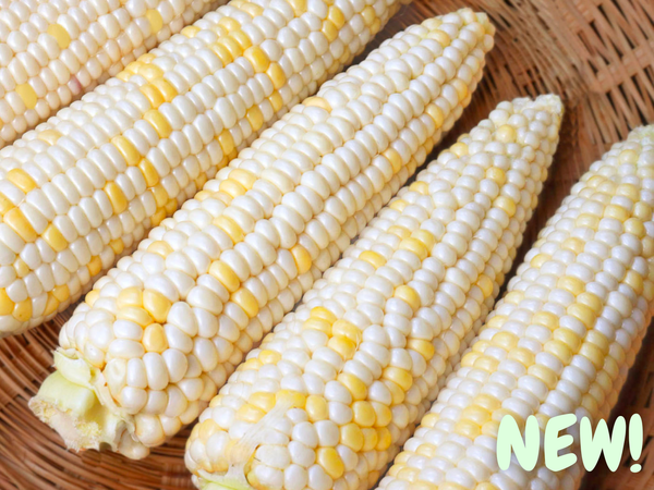 Honey Badger Organic Sweet Corn Seeds