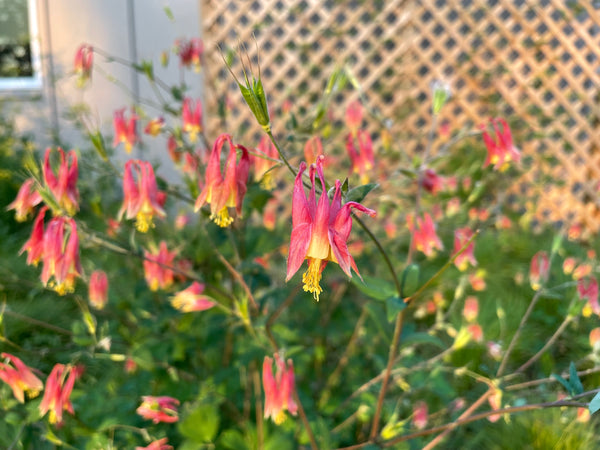 Shady Wildflower Seed Mix