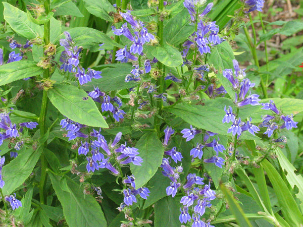 blue wildflower seed mix Shady Wildflower Seed Mix – Plant Native Blooms for Pollinators