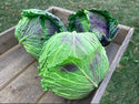 January King Organic Cabbage