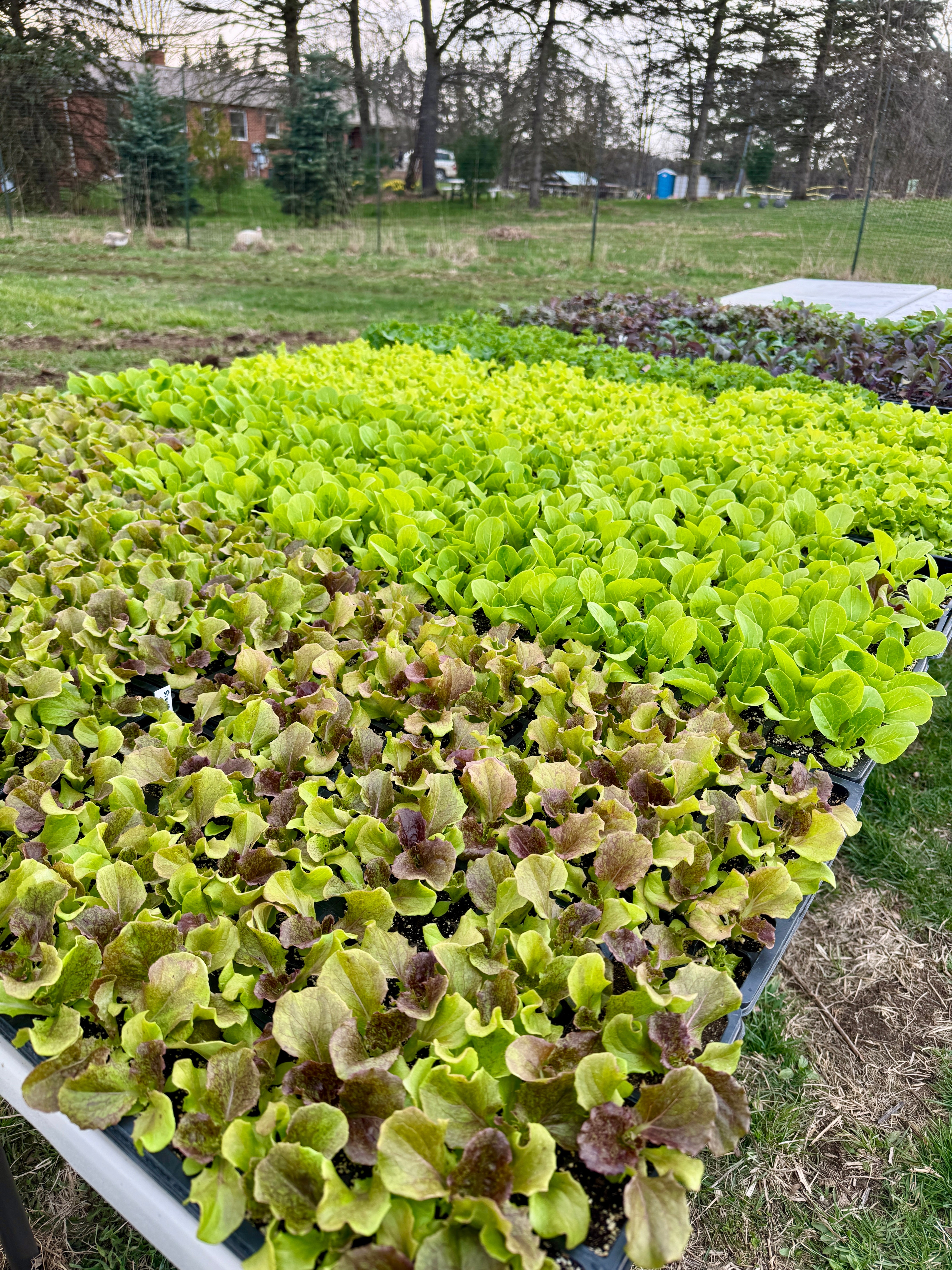 Pre-order Live Plants