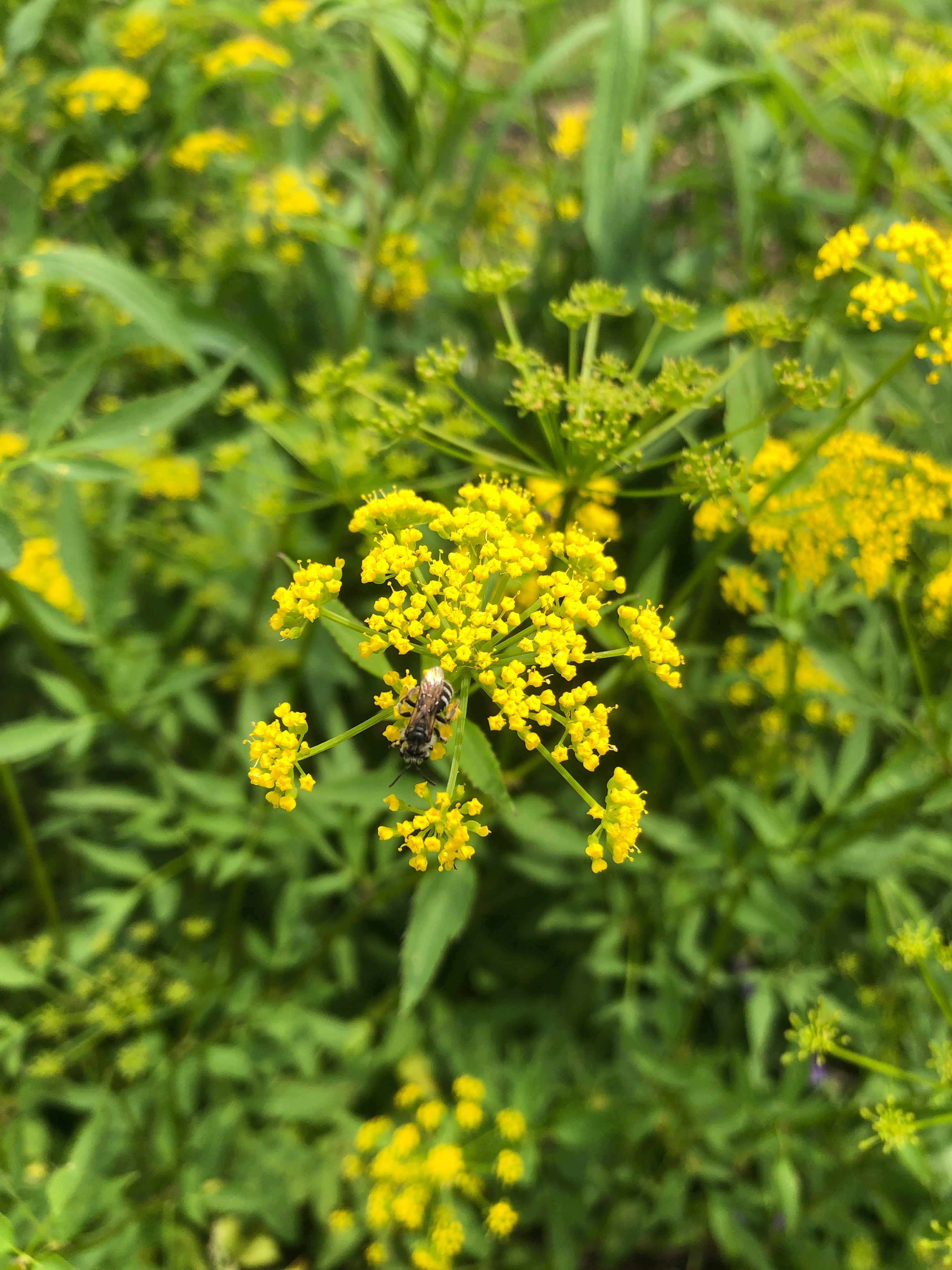 Good Bug Blend Seed Mix | Nature & Nurture Seeds