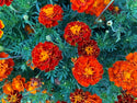 Organic Flower Plants for Pre-Order