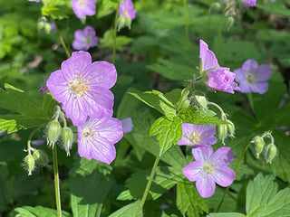 Shady Wildflower Mix