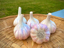 Chesnok Red Organic Seed Garlic