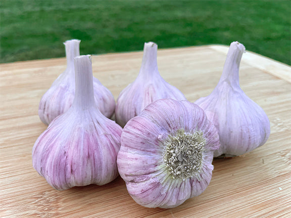 Pehoski Purple Garlic