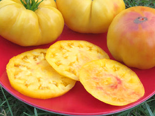 Isbell's Golden Colossal Organic Tomato Seeds