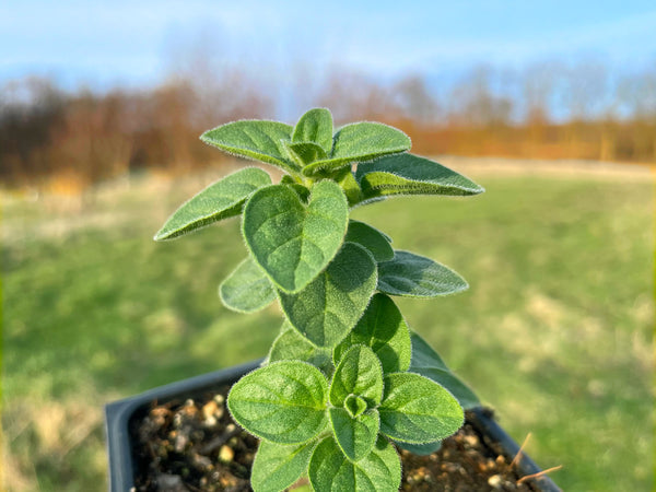 Organic Herb Plants for Pre-Order