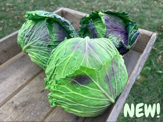 January King Cabbage Seeds | Nature & Nurture Seeds