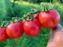 Jewel Organic Tomato Seeds