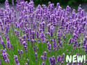 English Lavender Organic Seeds