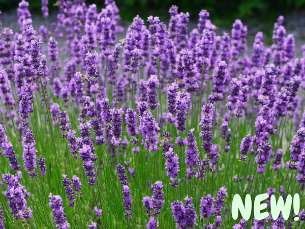 English Lavender Organic Seeds