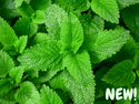 Lemon Balm Organic Seeds