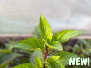 Everleaf Thai Towers Basil Seeds