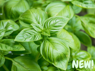 Everleaf Emerald Towers Basil Seeds