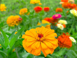 Jim Baggett's Mixed Zinnia