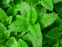 Lemon Balm Organic Seeds