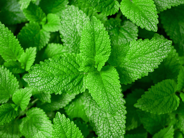 Lemon Balm Organic Seeds