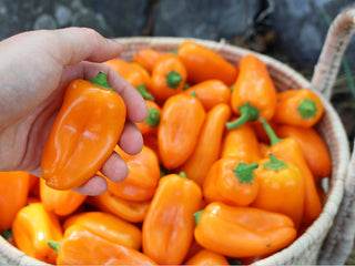 Lunchbox Orange Sweet Peppers