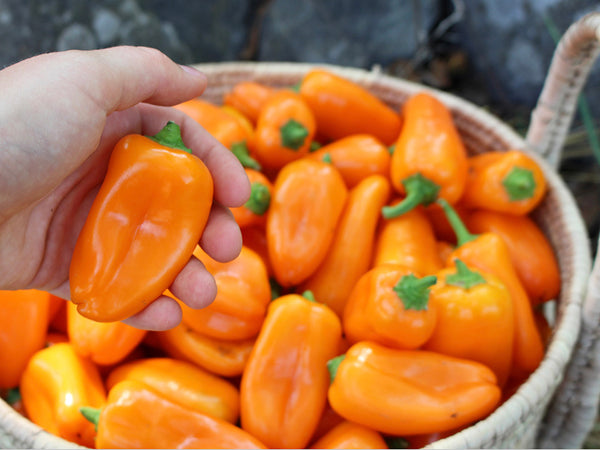 planting orange pepper seeds Lunchbox Orange Sweet Pepper Seeds