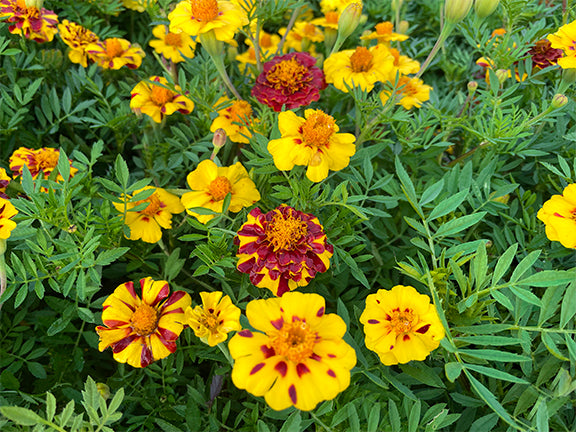 Magestic Marigold flowers