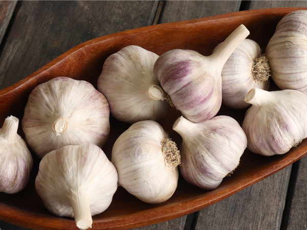 Michigan Manzoni Organic Seed Garlic