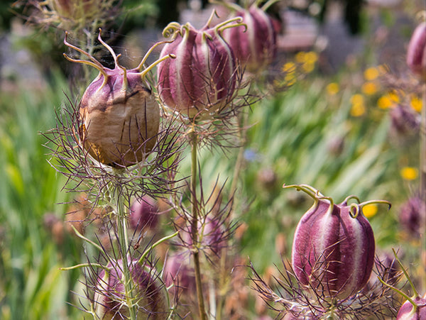 love in mist flower seeds Miss Jekyll Blue Love-in-a-Mist Seeds – Grow Stunning Blue Blooms