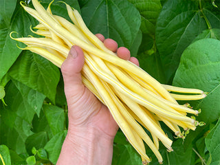 Monte Gusto Pole Bean