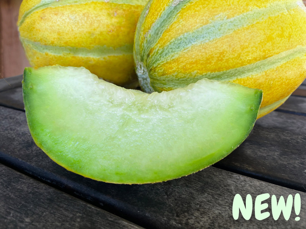 Moonglow Organic Melon Seeds