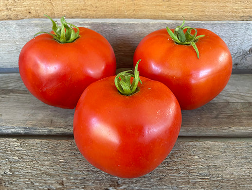 Mountaineer Delight Disease Resistant Organic Tomato