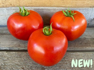 Mountaineer Delight Disease Resistant Organic Tomato