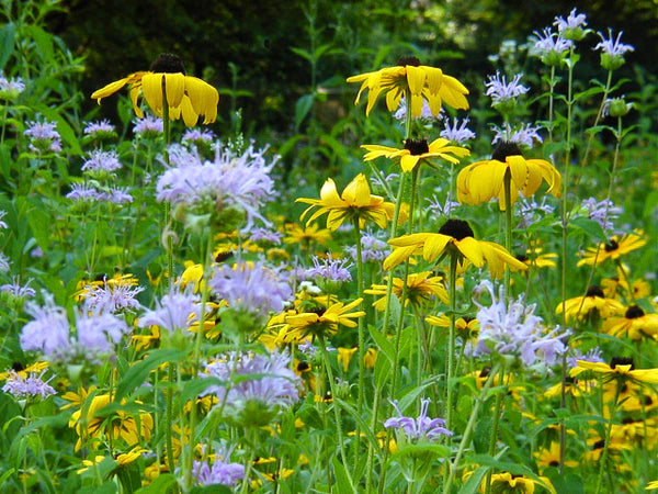 natural garden seeds Good Bug Blend Native Wildflowers Seeds