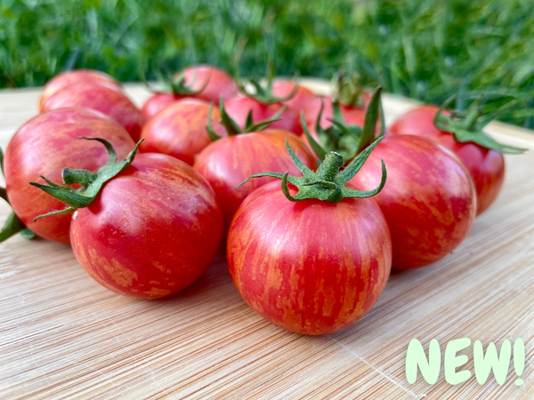Jewel Organic Tomato Seeds