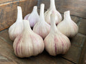 Organic Alberta Rose Garlic