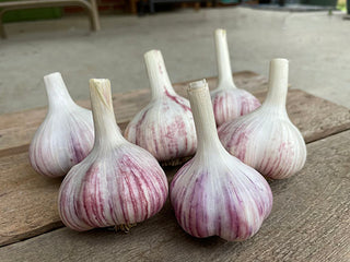 Organic Bogatyr Garlic