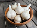 German Extra-Hardy Organic Seed Garlic