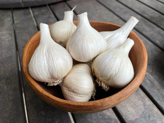 Organic German Extra Hardy Garlic