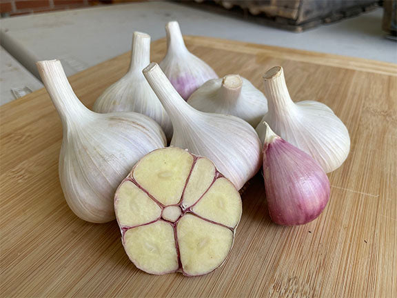 Organic Music Garlic Bulbs