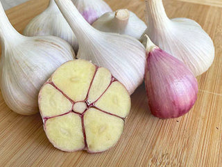 Music Organic Seed Garlic