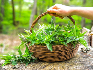 Organic Nettles in Basket