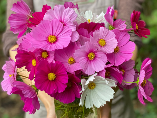 Raw Flower Organic Flower Plants for Pre-Order | Nature & Nurture Seeds